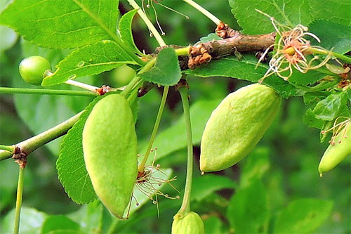 Taphrina pruni: galls on Prunus cerasifera