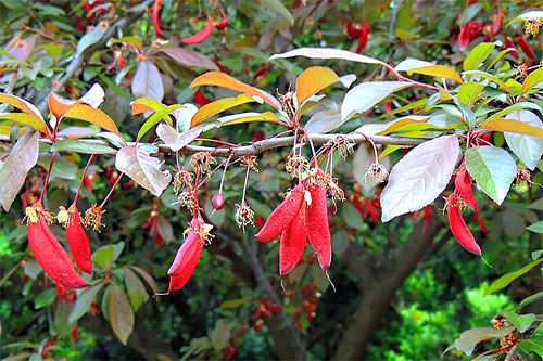 Taphrina pruni: galls on Prunus cerasifera var. atropurpurea