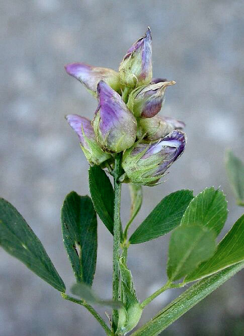 Contarinia medicaginis galls