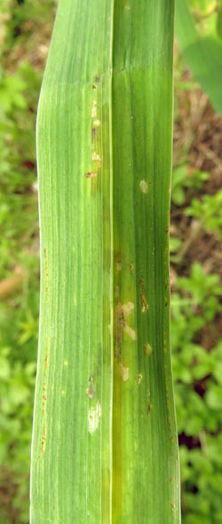 Globia sparganii: mines on Iris pseudacorus
