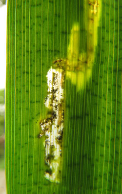 Globia sparganii: mine on Iris pseudacorus
