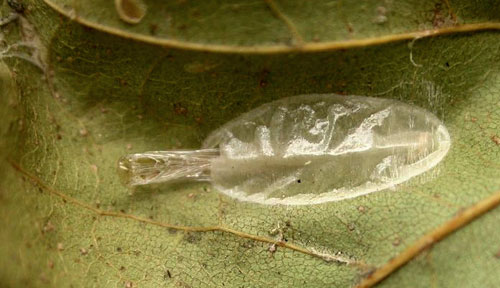 Caloptilia hemidactylella exuvium