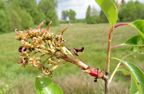 Taphrina farlowii: galled inflorescence of Prunus serotina