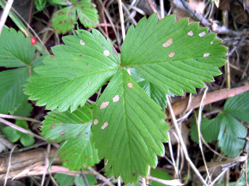 Coleophora gryphipennella: mines on Fragaria vesca