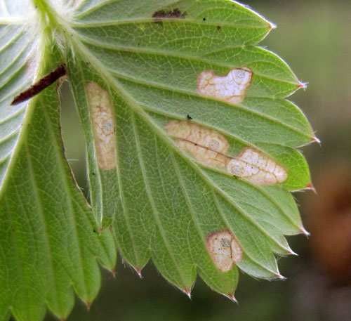 Coleophora gryphipennella: mines on Fragaria vesca