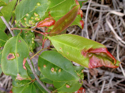 Taphrina farlowii galls