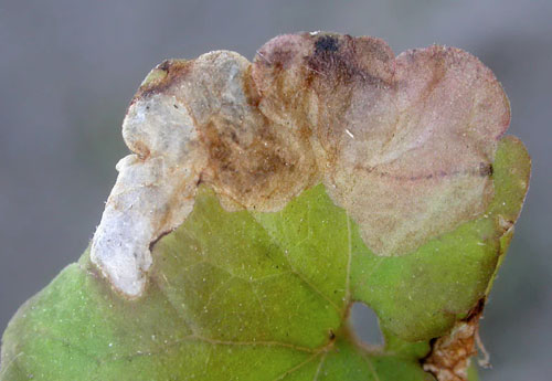 Trachys scrobiculatus mine