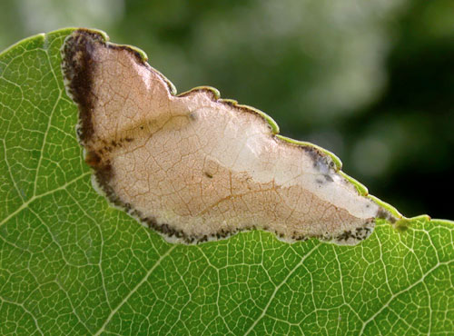 Fenusella hortulana mine