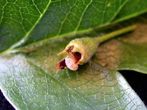 Anthonomus pedicularius gall