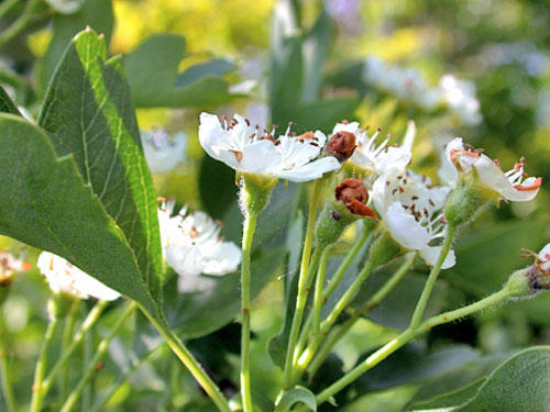 Anthonomus pedicularius galls