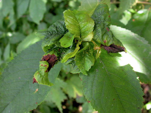 Myzus cerasi gall