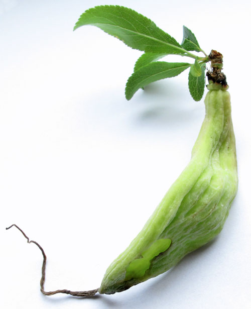 Taphrina pruni gall