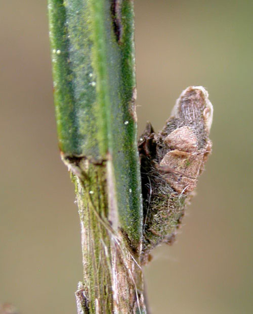 Coleophora trifariella case