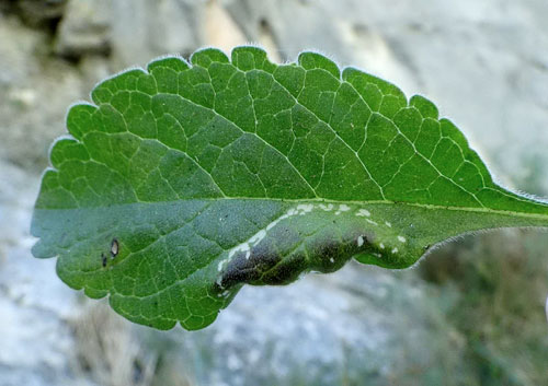 Phyllonorycter scabiosella mine