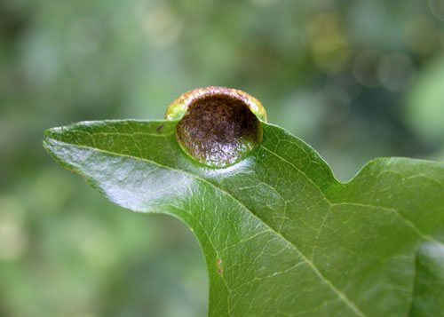 Aecidium clematidis gall