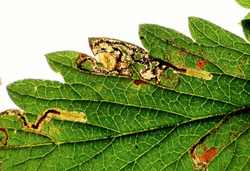 Ectoedemia agrimoniae mines