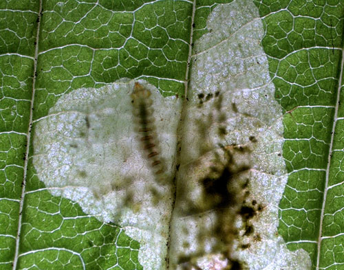 Cameraria ohridella mine with larva