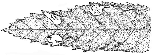 Stomphastis conflua mines