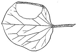 Teleiopsis lunariella mine