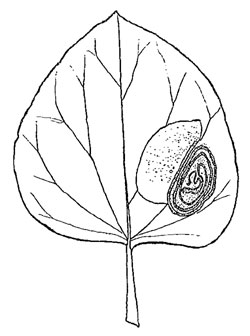 Monochroa rebeli mine