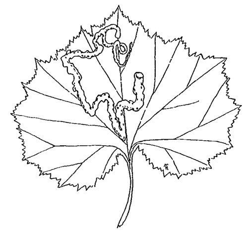 Phytomyza burchardi mine