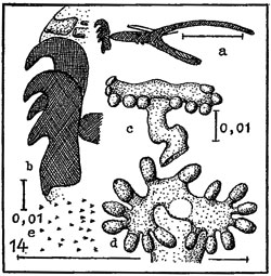 Phytomyza ferulae larva