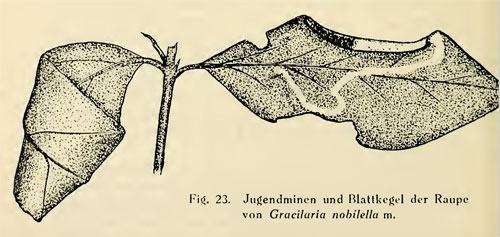 Caloptilia nobilella: mine