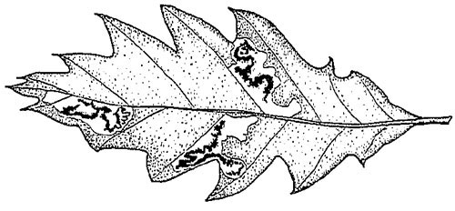 Ectoedemia aegilopidella mine