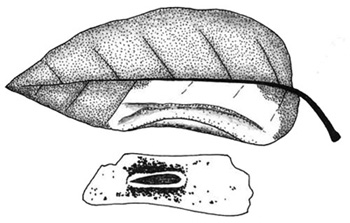 Phyllonorycter suberifoliella mine
