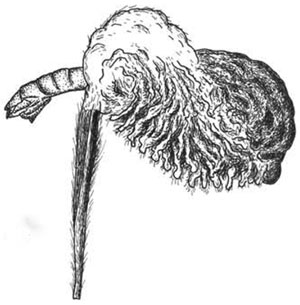 Phyllonorycter telinella mine