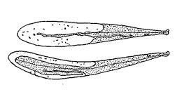 Microlechia chretieni mine