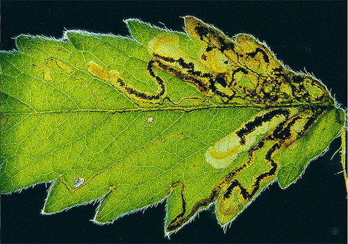 Ectoedemia agrimoniae mines