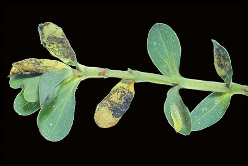 Leucoptera lustratella: mines on Hypericum perforatum
