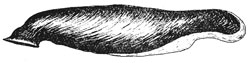 Coleophora ditella case