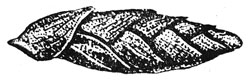 Coleophora asthenella case