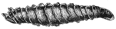Coleophora onopordiella case