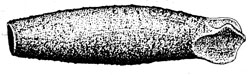 Coleophora ciconiella case