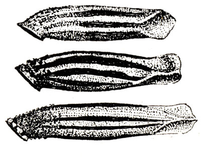 Coleophora musculella cases
