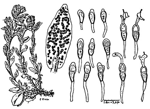 Puccinia thlaspeos: telia and teliospores