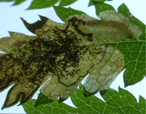 Stigmella sorbi; mine on Sorbus auciparia